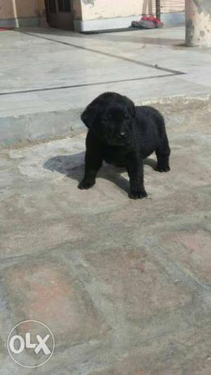 Labrador healthy Puppy