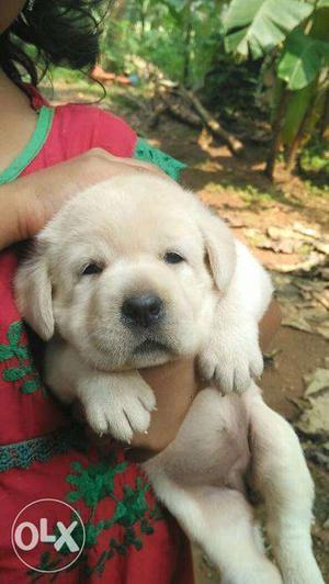 Labrador puppies black