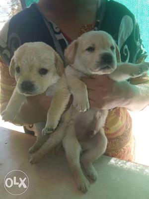 Labrador puppies in jaipur mr dog pet shop call me