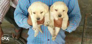 Labrador white colour puppies available security