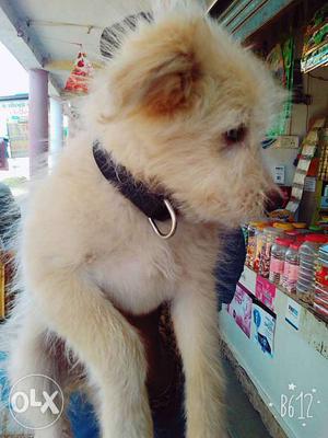 Lhasa puppy colour white