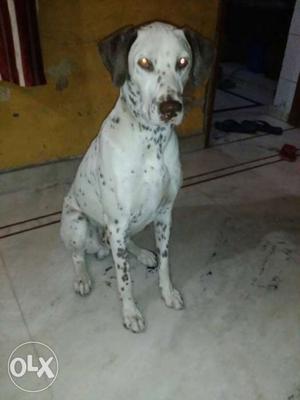 Liver And White Dalmatian heavy bone dog age 1 year