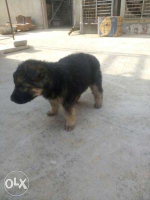 Long Cote GSD dog male female all cotes available