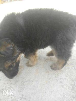 Long Cote GSD puppy's available all male female