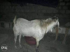 Malabari male goat 1.5 year