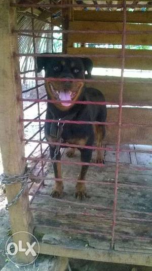 Male Rottweiler for sale and exchange with