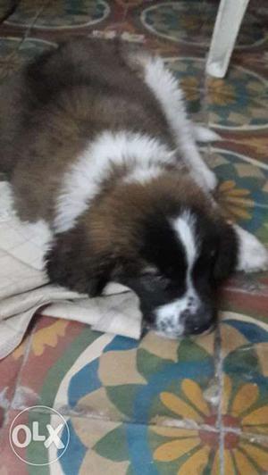 Male Saint bernard avaiable. Age: 3 months. Vacations