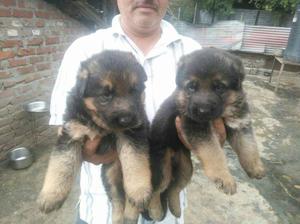 Male female German shepherd pupps avilable for show home.