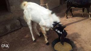 Male goat for sale