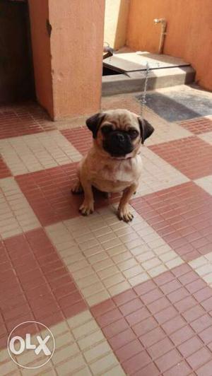 Male pug.. 7months.. vaccinated...