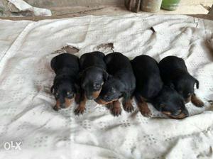 Miniature puppies available for sale