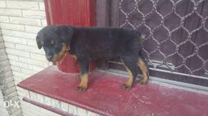 My rottweiler is 3 month i have not time this reason only