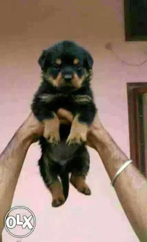 NAGPUR:-- Respinsive Dog's" All Puppeis Pets Deal