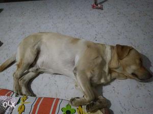 Need female Labrador for mating