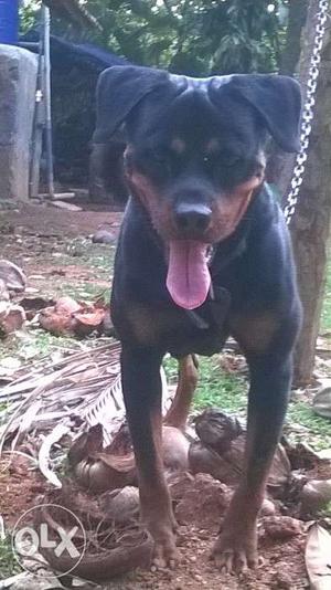 Only one year old male ROTTWEILER for sale no certificate