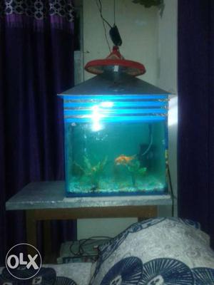 Orange Fish In Fish Tank