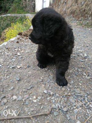 Original Himalayan mastiff, black bhotia puppy 45
