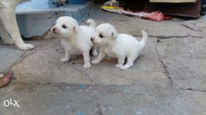 Pamorian pets.. Male and female Age:- 1 month 20