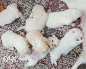 Pamorian quality puppy's available friends...