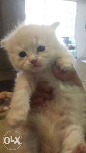 Persian Golden color kitten for Sale