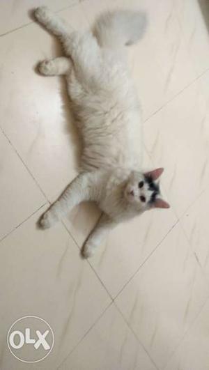 Persian cat Cutest