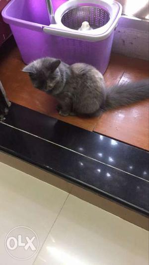 Persian kittens for sale 4 months