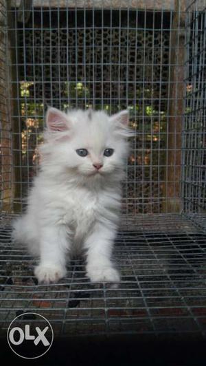 Persian kittens punch face available