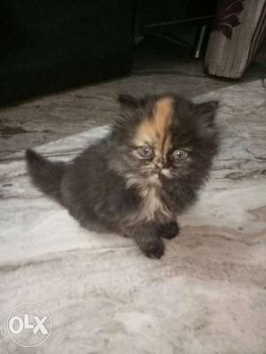 Persian semi punch pure breed kitten.