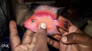 Pink Fish In Delhi