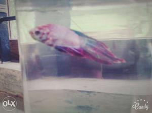 Pink beta fish male