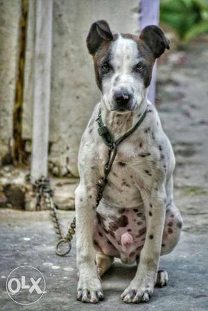 Pitbull Male 3 Months Old Puppy