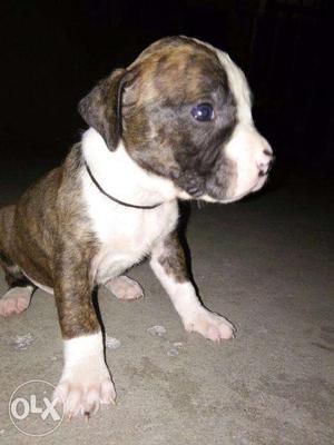 Pitbull export quality 1 month old pure breed
