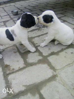 Pitbull male sale