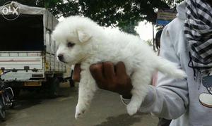 Pomeranian (spitz) puppies available at resonable price