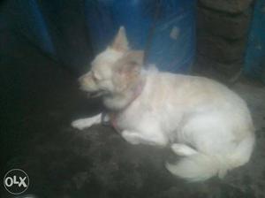 Pomerian female 13 month old very friendly 1 hit