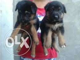 Princy kennel:-All kind of imported bride dog puppies sale