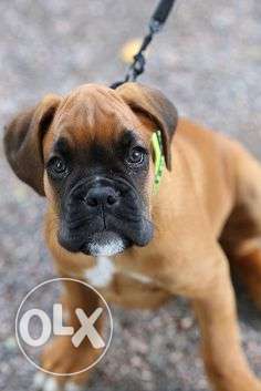 Princy kennel:-Boxer male All color available for puppies