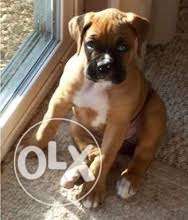 Princy kennel:-Champion lineage boxer male female both 45