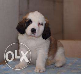 Princy kennel:-Saint bernard male Beautiful working puppy