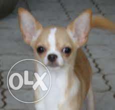 Princy kennel:-Soo Sweet teacup size smooth coat CHIHUAHUA..