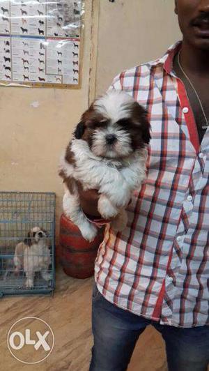 Pug, Beagle & Shih Tzu Puppies At Ultimate Reasonable Price