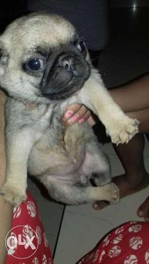 Pug male and female puppies