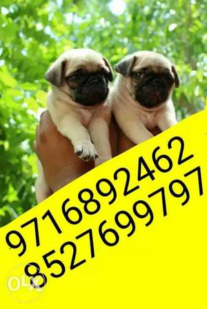 Pug puppies of delhi quality(pug and all pups