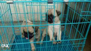 Pug puppy available for sale. please call me at