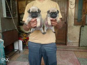 Pug puppy ka khazana all breed available..