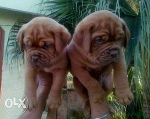 Puppy top kennel sell in [[sss]] french mastiff puppies