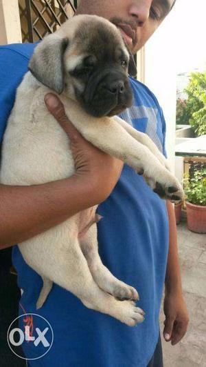 Puppy top kennel sell in [[ssss]] bull mastiff puppy for