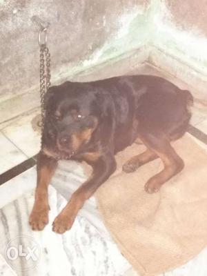 Pure Rottweiler dog 6 months age name Tyson