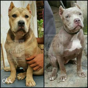 Pure breed American Bully for sale. 5 months old