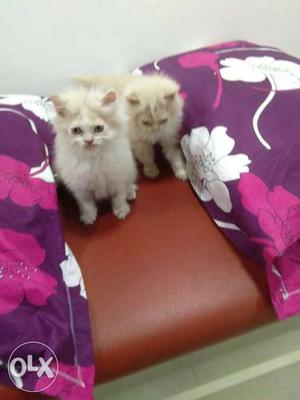 Pure breed healthy Persian kittens available for